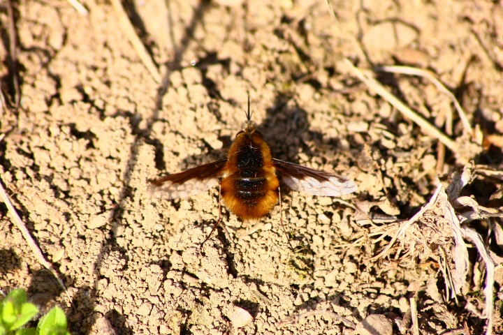 Bombylius major